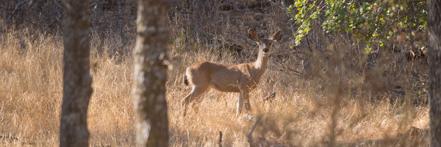 photo of a deer